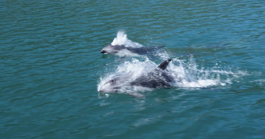 Dolphins are swimming and splashing in open water