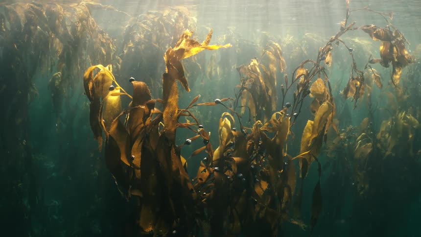 Sunlight shines on the kelp in the murky water