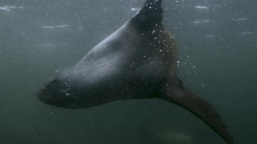 A Sea Lion turns and swims away in a body of water
