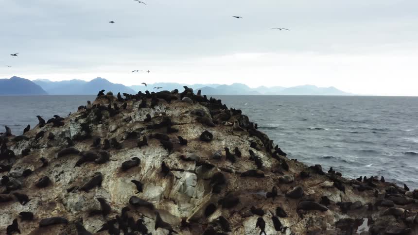 A large rocky outcropping in the ocean is densely populated with numerous darkcolored seals or sea lions while several birds fly overhead under an overcast sky with distant mountains