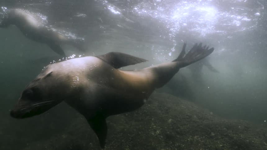A sea lion swims gracefully underwater toward the camera