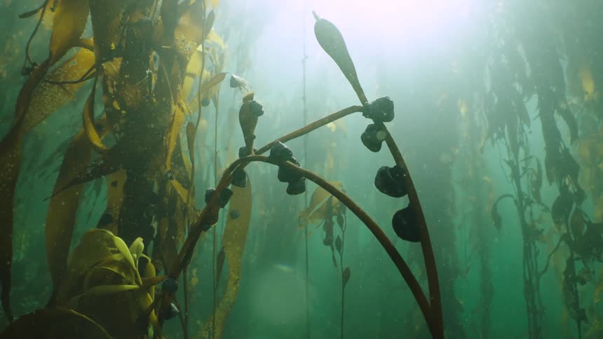 Seaweed and kelp are floating in the murky water
