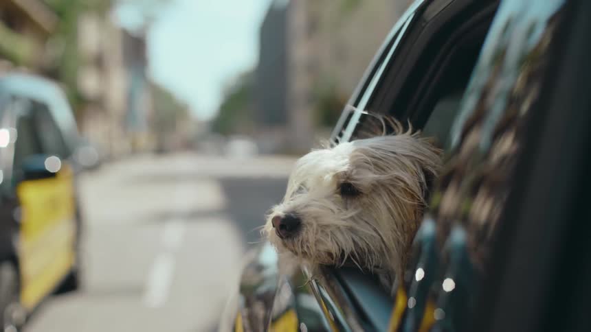 A dog sticks his head out the window of a car and enjoys the wind on his face while traveling along a city street during the daytime