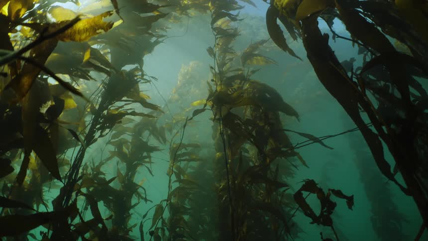 Underwater view of seaweed