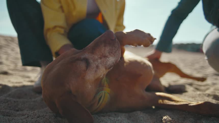 A relaxed dog lies on a beach as two people gently pet it in warm sunlight