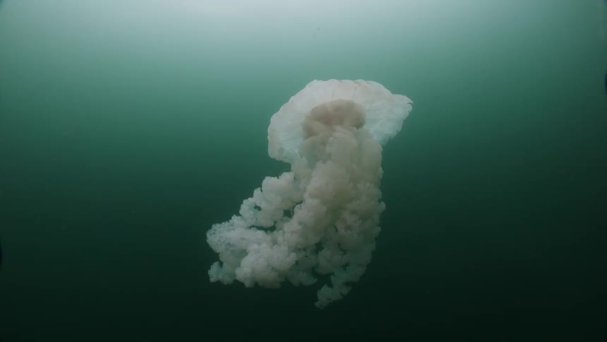 A large jellyfish gracefully floats underwater in the deep sea