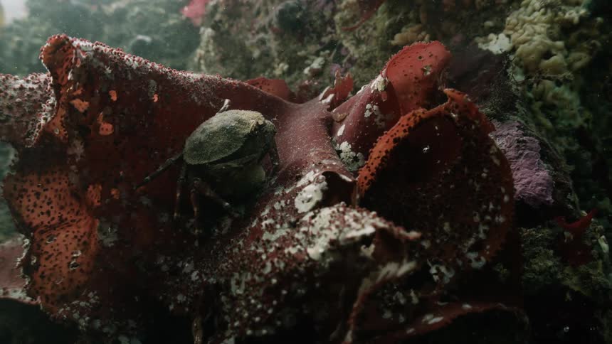 A small crab with a textured shell crawls on a large ruffled piece of red algae among rocks underwater