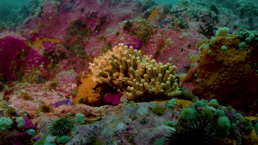 A vibrant underwater scene showcases a colorful coral reef teeming with marine life and sponges
