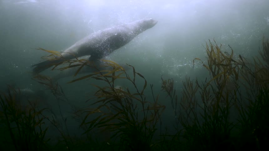 Sea lions swims swiftly through underwater kelp forest
