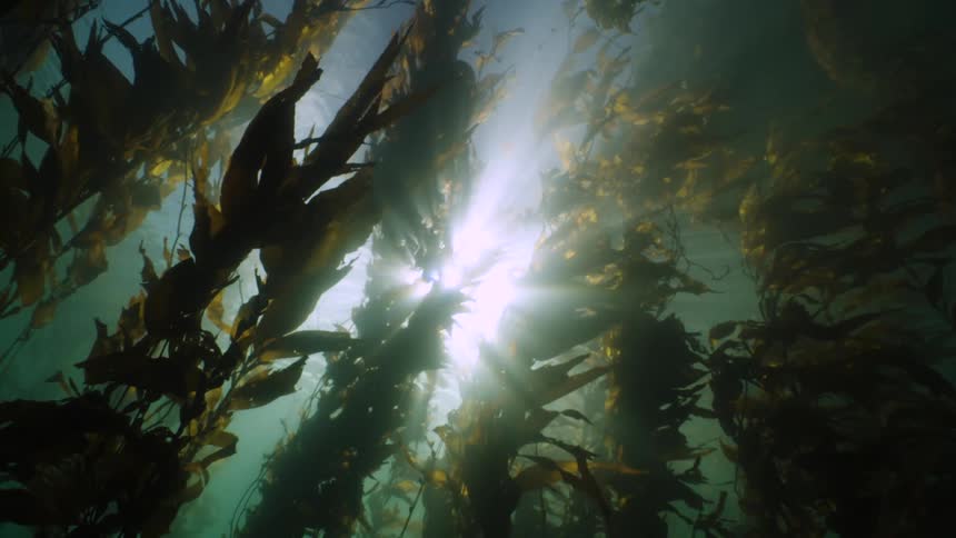 Sunlight reflecting through the water illuminating a series of underwater plants