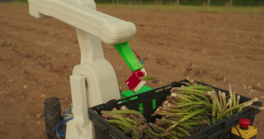 The agricultural robot picks asparagus on the farm