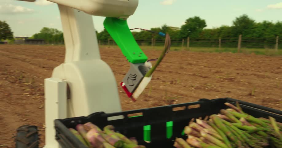 An agricultural robot cuts and collects asparagus in a farm field