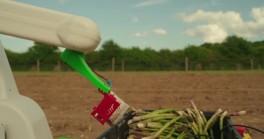 Closeup of an agricultural robot precisely cutting asparagus stalks in a field