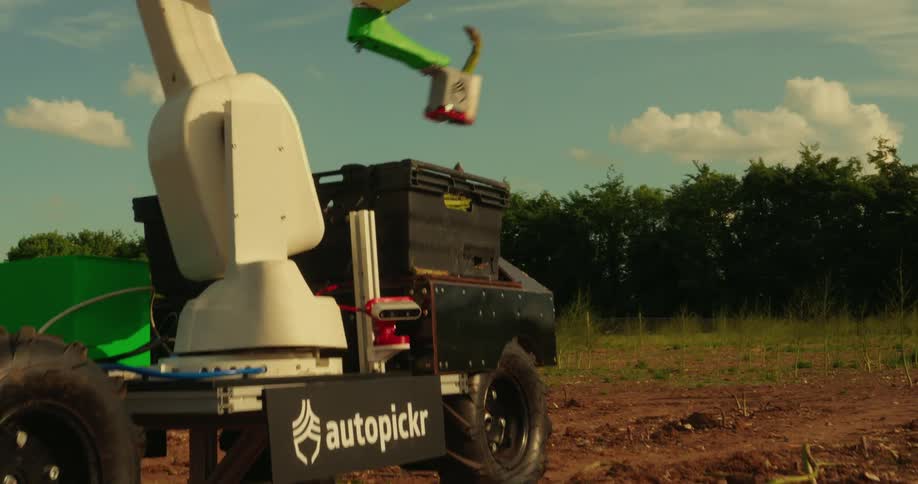 An agricultural robot harvesting asparagus and placing it into a box in a field