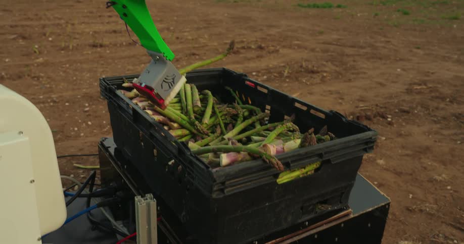 An agricultural robot is automatically cutting asparagus in a field