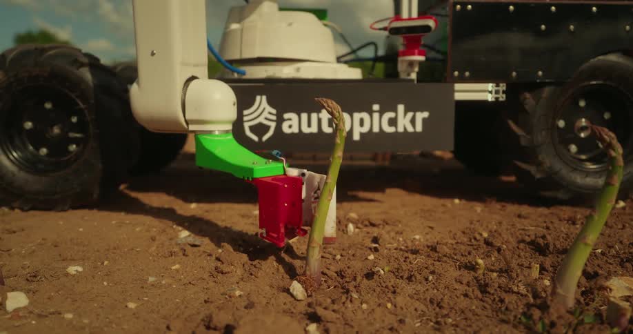 Closeup shot of an agricultural robot precisely cutting asparagus stalks in a field