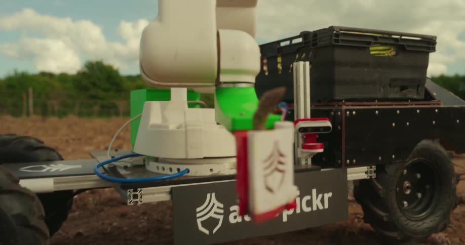 Agricultural robot picks asparagus and places the stalks in a bin on a cloudy day