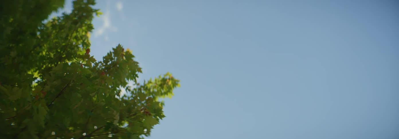 A tree under a blue sky on a breezy day