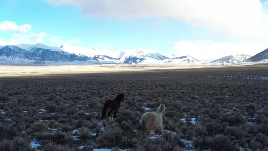 Two wild horses runs across a snowy plain at the base of rugged mountains