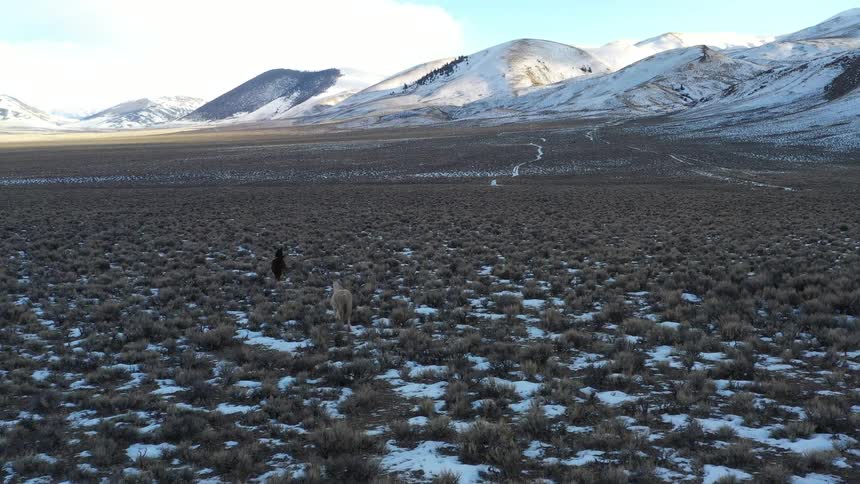 Two horses walk across a snowy grassland near the mountains on a cloudy winter day