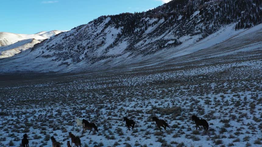 A group of wild horses runs across a snowcovered valley beneath rugged mountain slopes