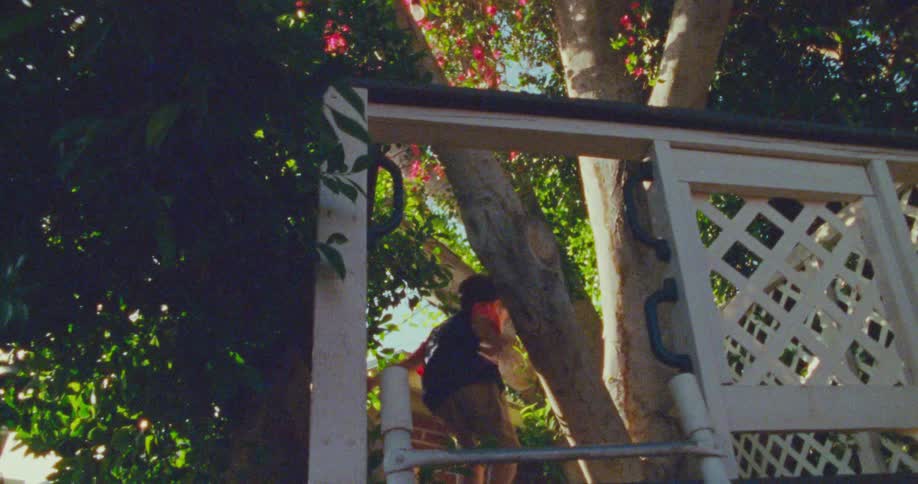 A young boy is climbing a white trellis near a tree in a sunlit backyard
