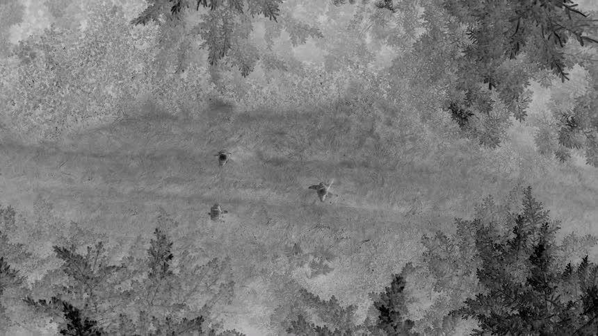 A falsecolor aerial night image displays a forested path with distinct heat signatures of military personnel moving through the terrain