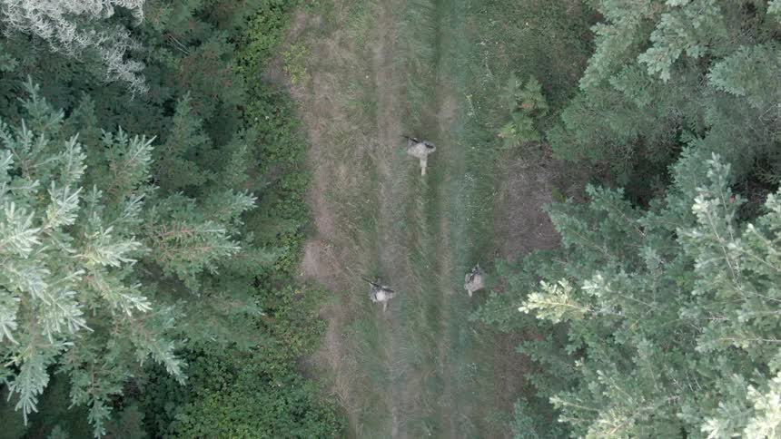 From a high aerial perspective three figures in camouflage clothing walking on a dirt path that cuts through a dense forest