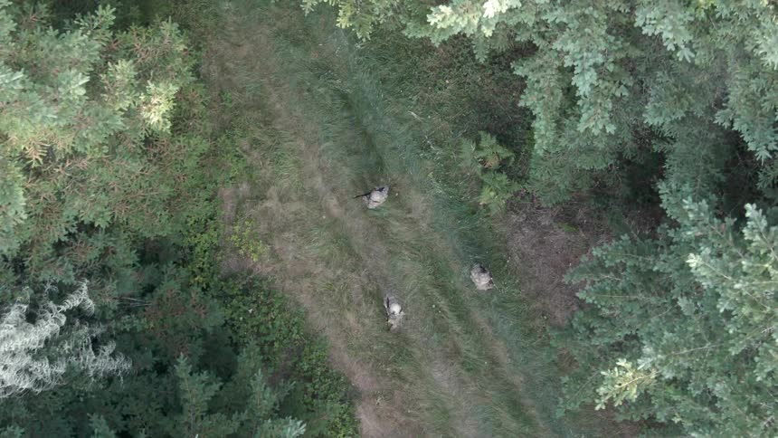 From a high aerial perspective three figures in camouflage clothing stand on a dirt path that cuts through a dense forest
