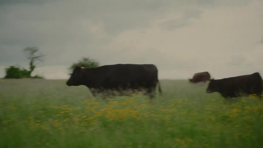 Cattle walking through pasture on a cloudy day