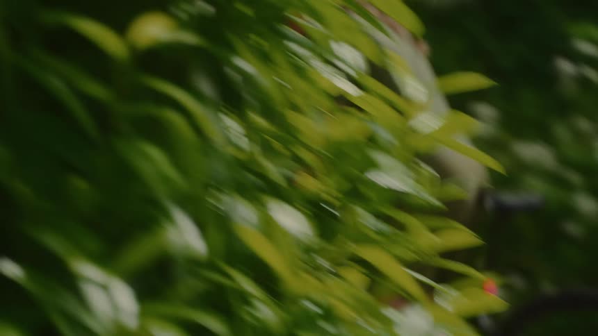 Cyclist pedaling in a natural and wooded environment