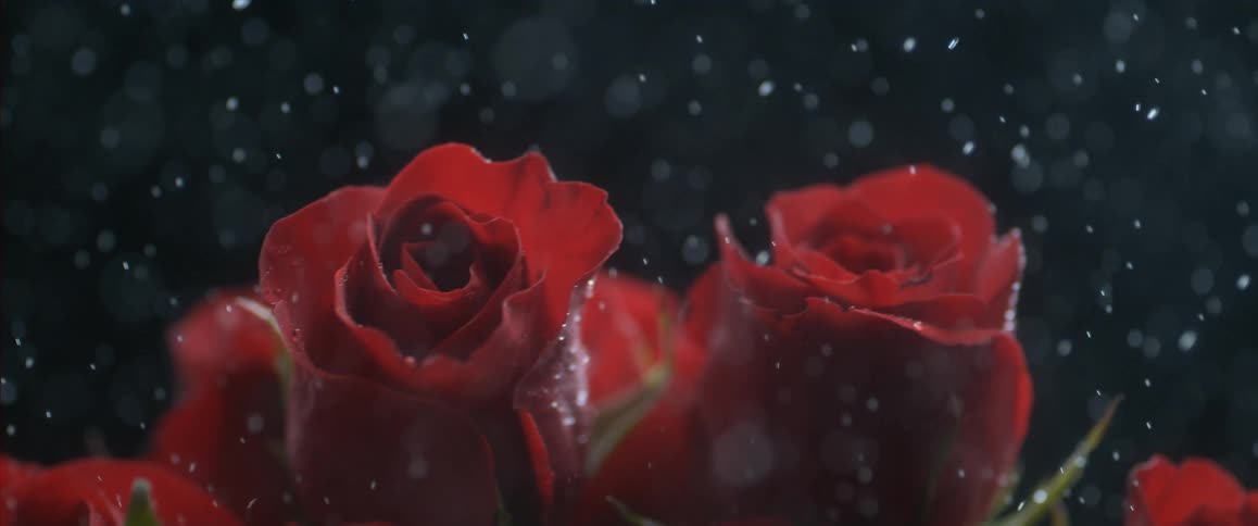 Droplets of water cover a dozen red roses