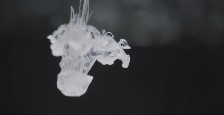 White substance falls and flows into clear liquid