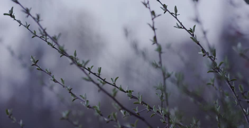 Branches blow in the wind of this field