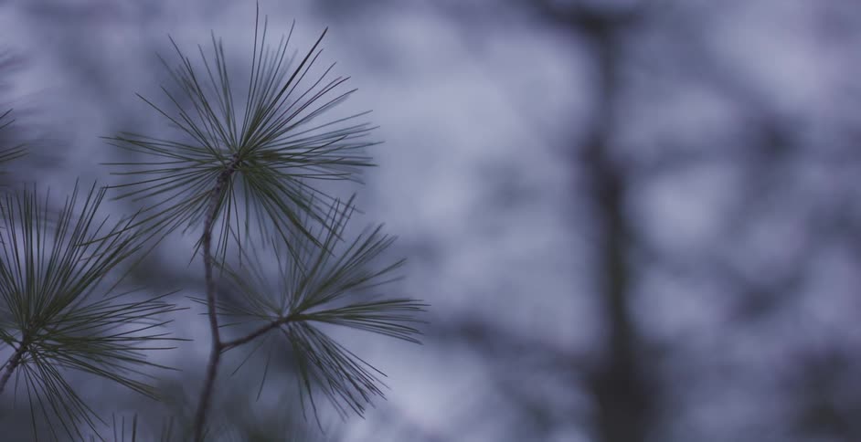 Pine needles grow on a tree branch