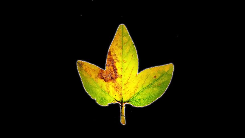 Close up of different plant leaves displayed against a dark background
