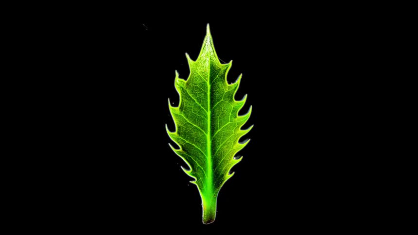 Various leaves of different shapes and sizes displayed over a dark background
