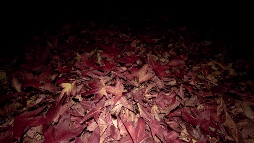 Visual of the floor outside covered with dry fallen red leaves at night
