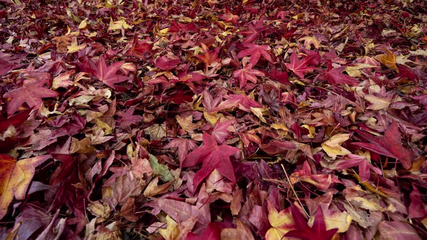 A land area covered with fallen leaves from trees at midday