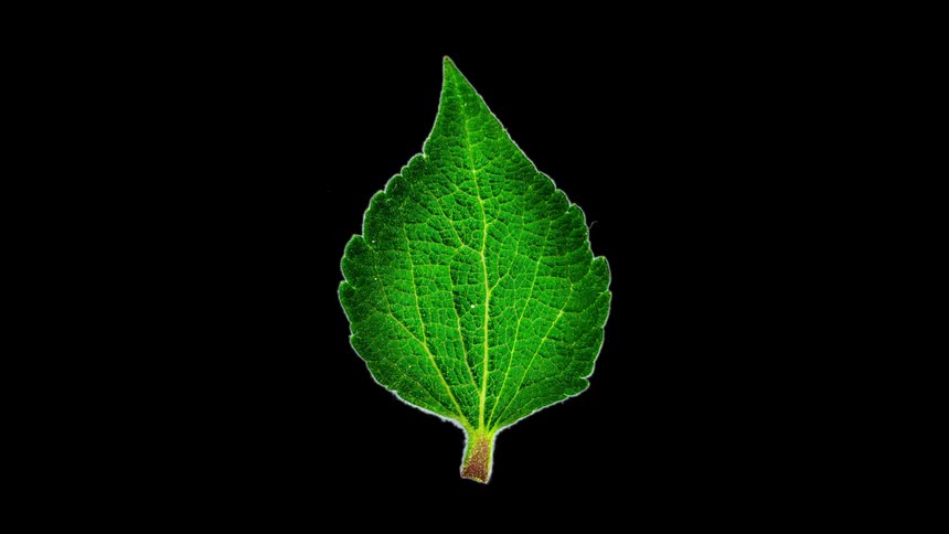 A leaf grows in size until it can split into two leaves