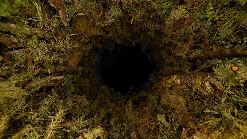 A close up shot moves through a dark round hole framed by dense moss and foliage