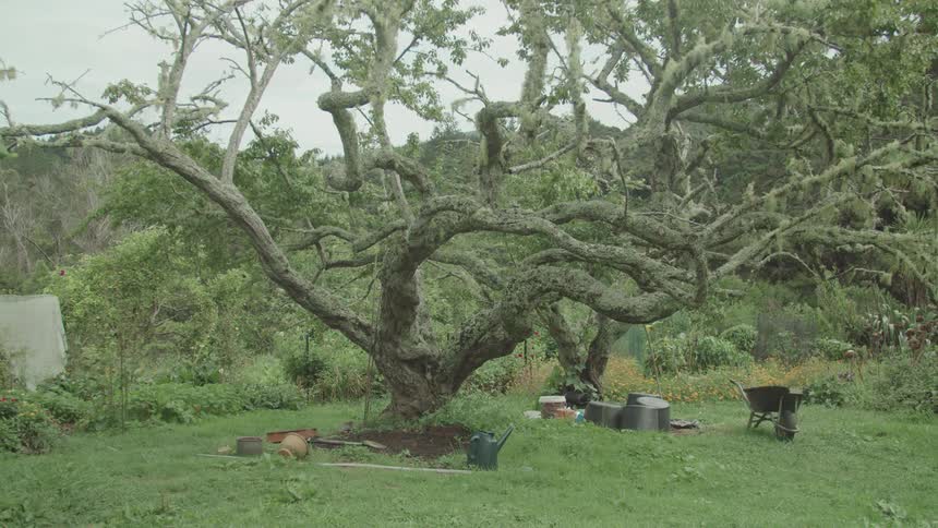 A tree is positioned in front of additional greenery