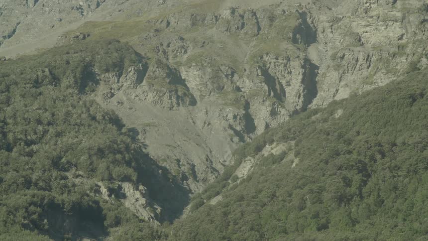 Trees are on the mountains