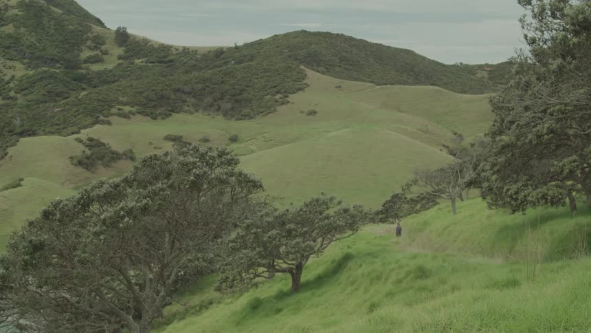 A person walking on a trail in a very green area with trees on the sides and a mountain with trees in the distance