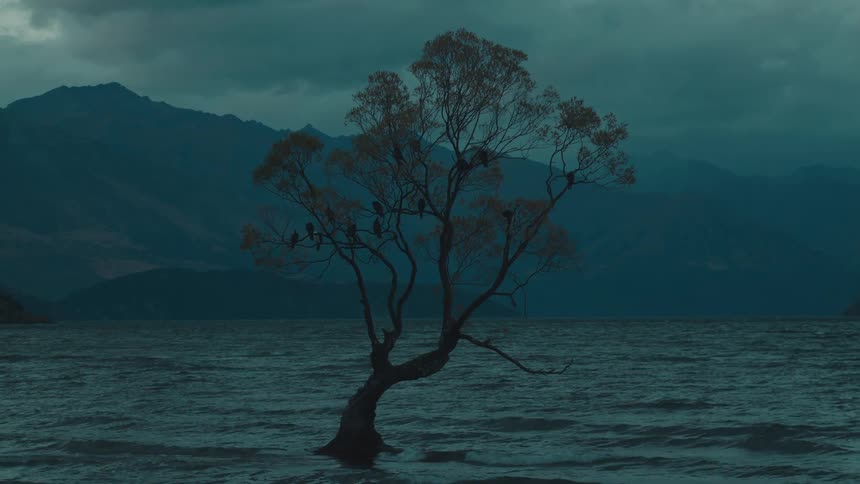 A lone tree stands in a moody lake with distant mountains under clouds