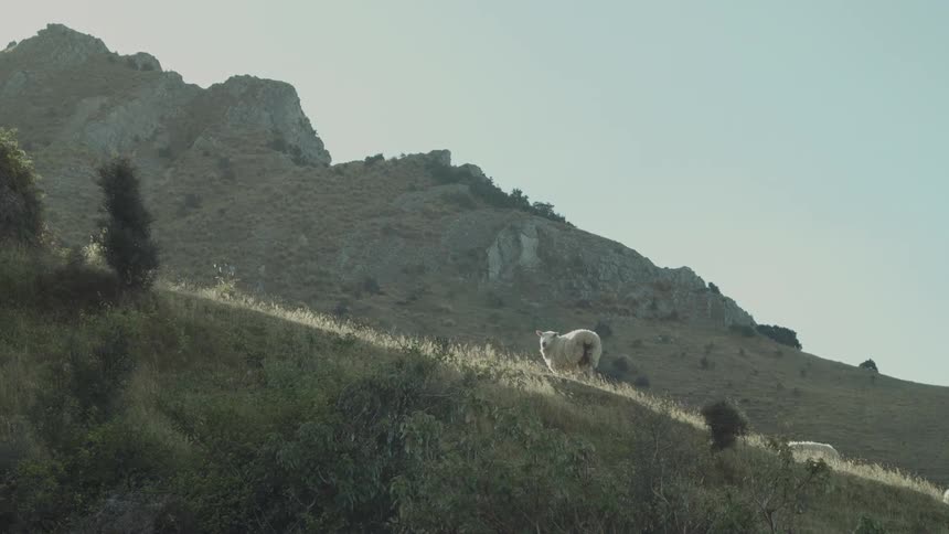 A lone sheep stands on a sunlit grassy hillside beneath a rugged mountain range