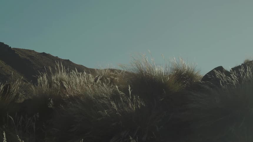 Tall dry grasses catch the sunlight on a hillside waving in the wind with more hills under a clear blue sky in the background