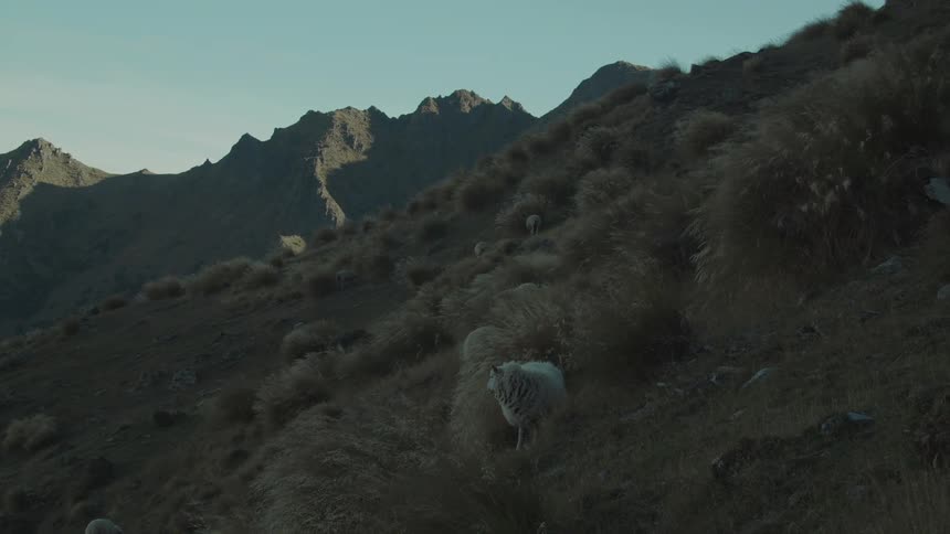 Two sheep on a hill with grass moving in the wind and one of them is standing still while the other is walking