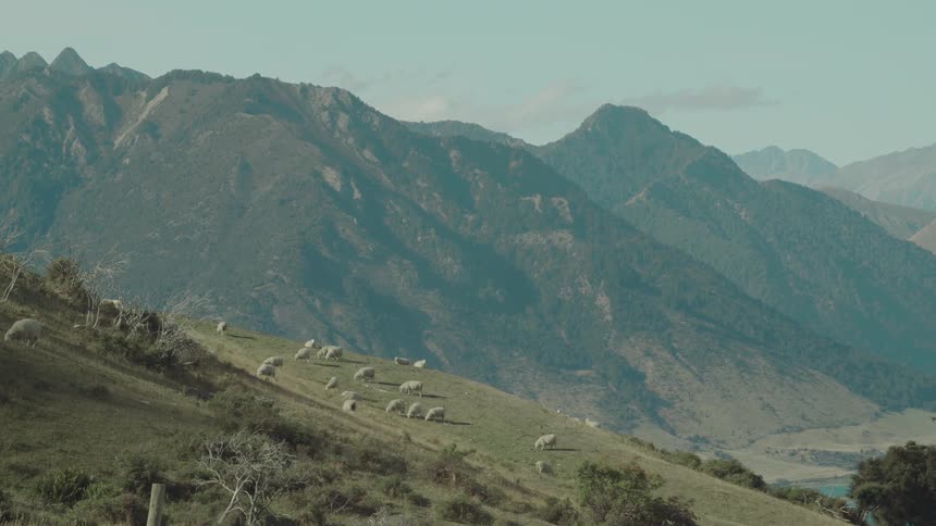 Sheep graze on a green hillside below rugged mountains