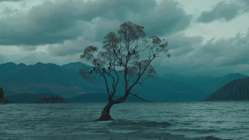 A solitary gnarled tree stands in a body of water with dark mountains and a cloudy sky in the background